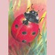 Klein insectenboek 2 - Lieveheersbeestje